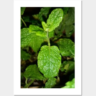 Mint plant leaves Posters and Art